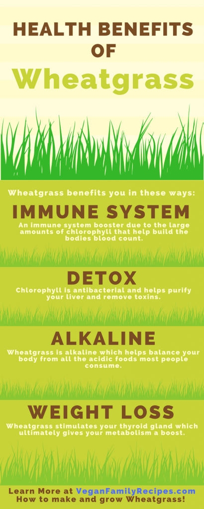 Wheatgrass Health Benefits Infographic - Learn all about the health benefits of Wheatgrass juice and shots /// Visit VeganFamilyRecipes.com to learn how to make wheatgrass juice, learn more about the health benefits, side effects and how to grow wheatgrass #healthy #superfood