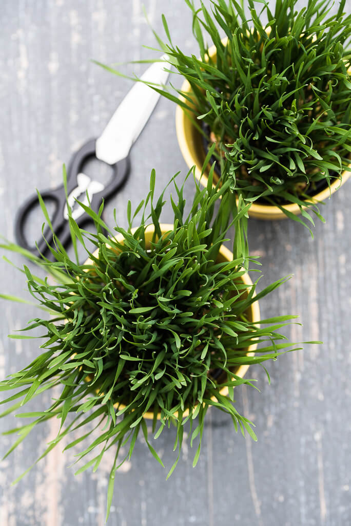 Wheatgrass powder benefits and hotsell side effects