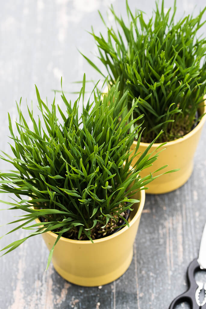 Wheatgrass powder benefits and hotsell side effects