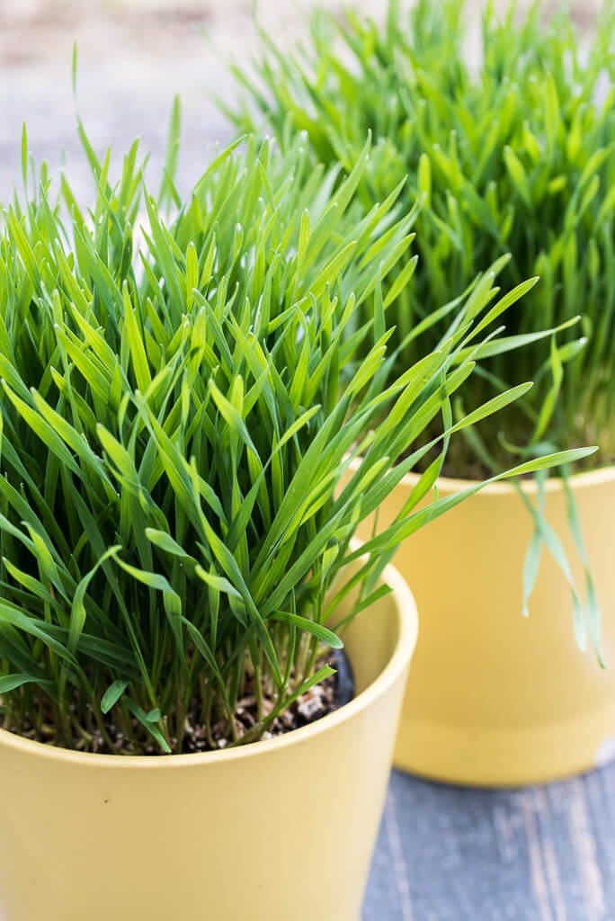 wheatgrass-juice-how-to-make-grow-benefits-side-effects