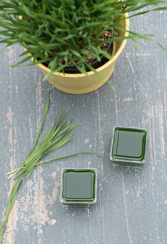Wheatgrass Juice and shots, how to make and how to grow wheatgrass, side effects, health benefits - VeganFamilyRecipes.com #healthy #superfood